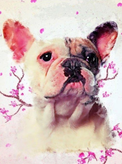 Broderie diamant Chien bouledogue - 40x50 cm - complète - diamants carré